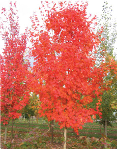 Autumn Fest Sugar Maple